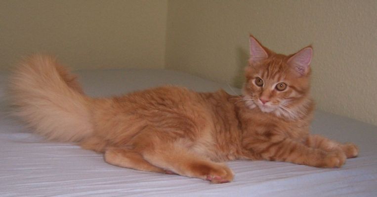 Red Rose mit 5 Monaten / 5 months old